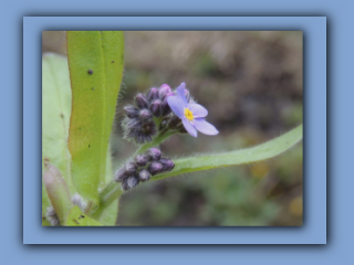 Forget-me-nots. Moorsley - Rainton Bridge bridleway. 25th April 2025 2_Prv.jpg